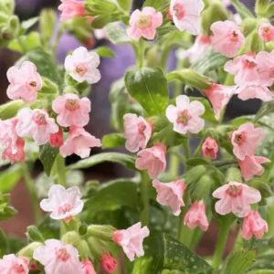 Pulmonaria Piere's Pure Pink (Lungwort) online kaufen bei DutchGrown™