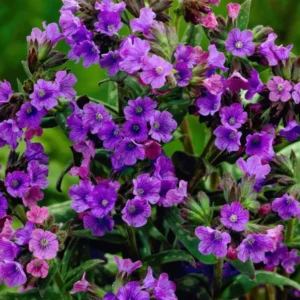 Pulmonaria Smokey Blue (Lungwort) online kaufen