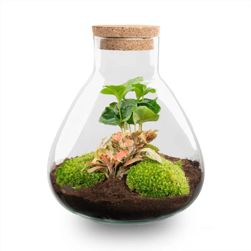 Sammie Coffea Ruby Lime - Terrarium - Bottle garden DIY kit - Ø 22,5 cm ↑ 27 cm