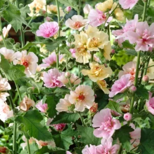 Stockrosen Chater's Single Mix (Alcea Rosea)