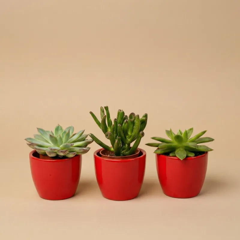 Succulents Set of 3 with Red Mini Pot - Mixed Live Cacti - ↑ 8–12 cm