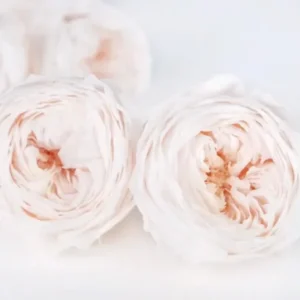 Englische Rosen konserviert Temari Earth Matters - 8 Köpfe - White champagne 021 - Si-nature