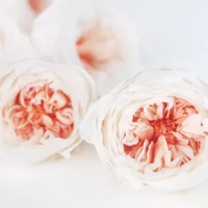 Englische Rosen konserviert Temari Earth Matters - 8 Köpfe - White coral 061 - Si-nature