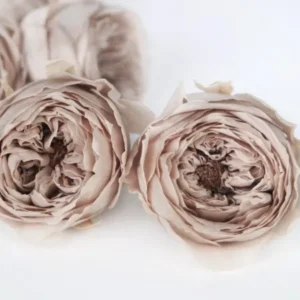 Englische Rosen konserviert Temari Earth Matters - 8 Köpfe - Pink beige 108 - Si-nature