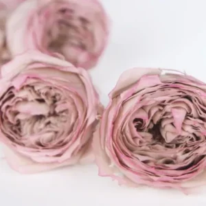 Englische Rosen konserviert Temari Earth Matters - 8 Köpfe - Pink purple 145 - Si-nature