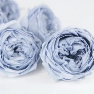 Englische Rosen konserviert Temari Earth Matters - 8 Köpfe - Dusty blue 631 - Si-nature
