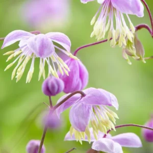 Thalictrum Delavayi (Wiesenraute) online kaufen