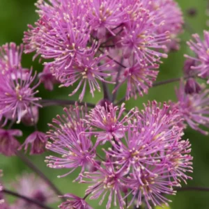 Thalictrum My Little Favourite (Wiesenraute)