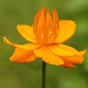 Trollius chinensis Golden Queen (Globeflower)