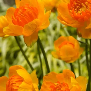 Trollius Orange Crest (Globeflower)