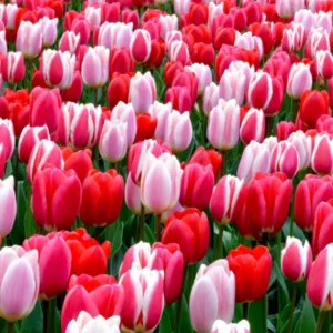 rote, weiße und rosa Tulpen - Darwin-Tulpen