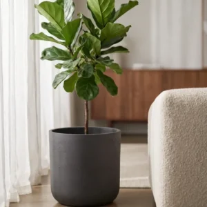 Übertopf Charlie Schwarz aus Ton Pflanzkübel in Beton-Optik bepflanzt mit Ficus Lyrata || Abgebildete Größe: XL
