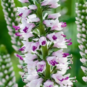Langblättriger Ehrenpreis (Veronica Longifolia)