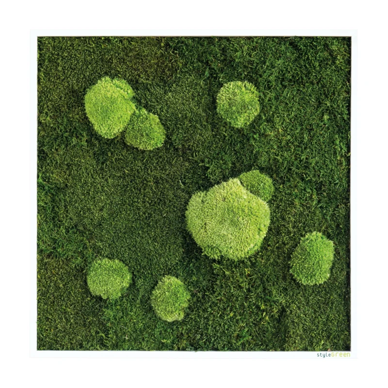 Moosbild Wald- und Ballenmoos 55x55 cm Finestgreen [mc]