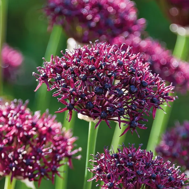Allium, Zierlauch 'Atropurpereum'