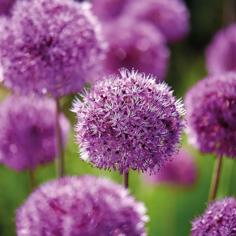 Allium, Zierlauch 'Purple Sensation'