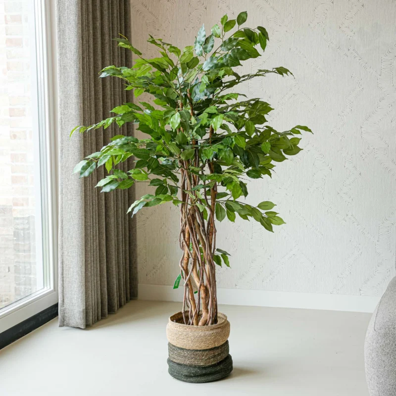 Ficus Liana Tree 140cm - Artificial Plant