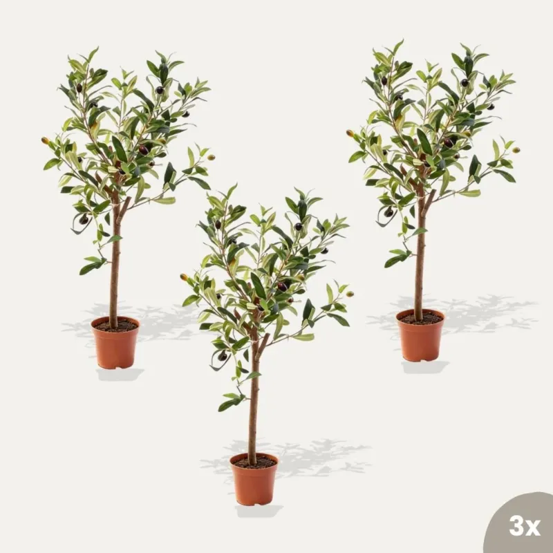 Mini Olive tree set - 3 pcs - Artificial Plants - Bundle set