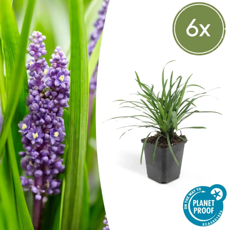 Liriope Muscari 'Big Blue' - 20cm