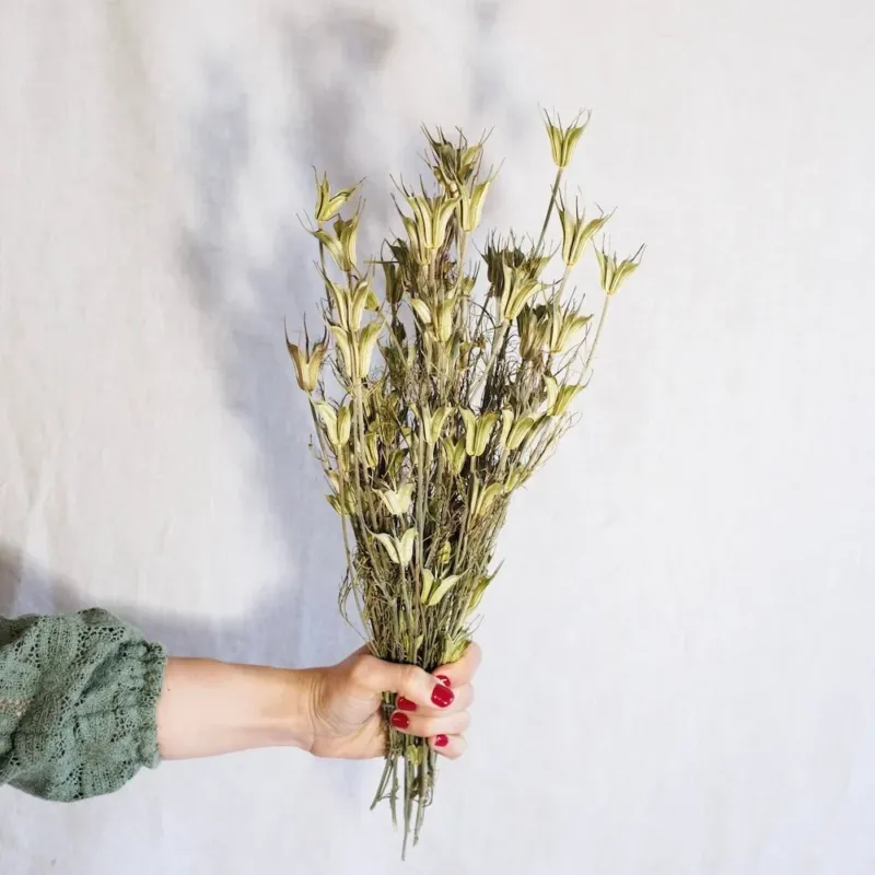 Botte de nigelle orientalis naturelle séchée, vue de face capsules décoratives - Flowrette