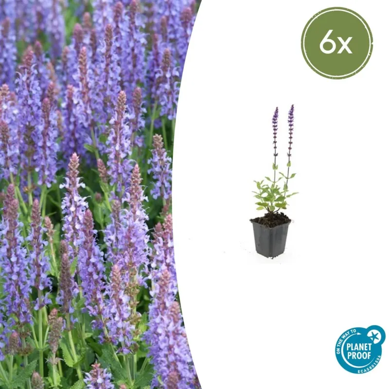 Salvia Nemorosa 'Caradonna' - 20cm