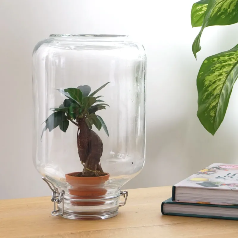 Easyplant Bonsai - Fido terrarium jar - Bottle Garden DIY kit - Ø 18 cm ↑ 28 cm