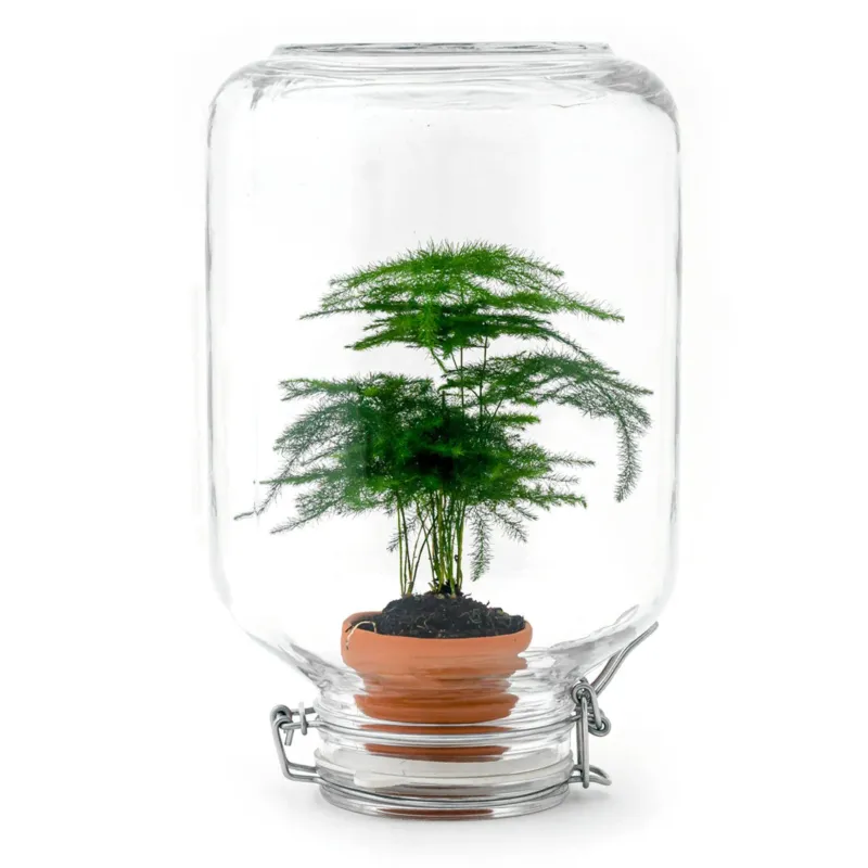Easyplant Asparagus - Fido terrarium jar - Bottle Garden DIY kit - Ø 18 cm ↑ 28 cm