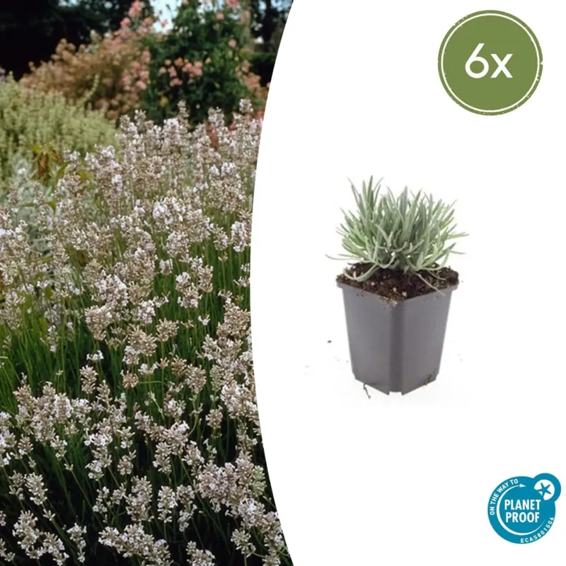 Lavandula Intermedia 'Edelweiss' - 20cm