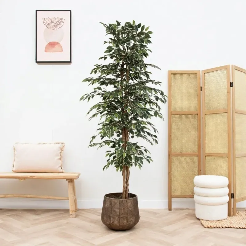 Kunst Ficus benjamina variegata - 205cm