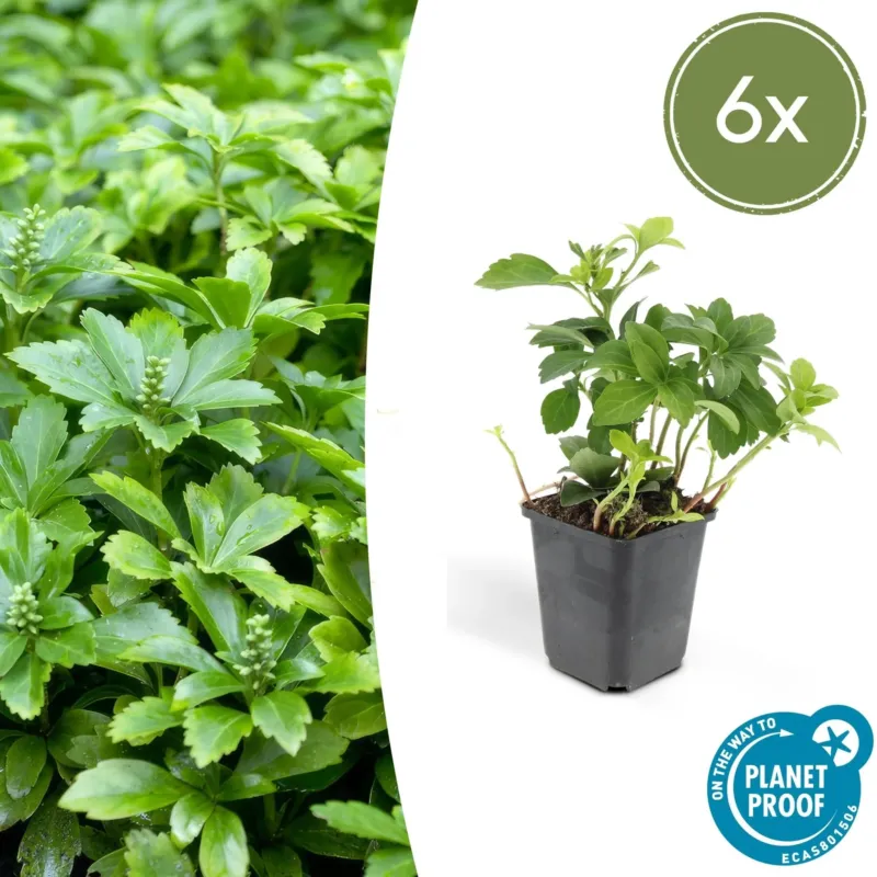 Pachysandra Terminalis 'Green Carpet' - 20cm