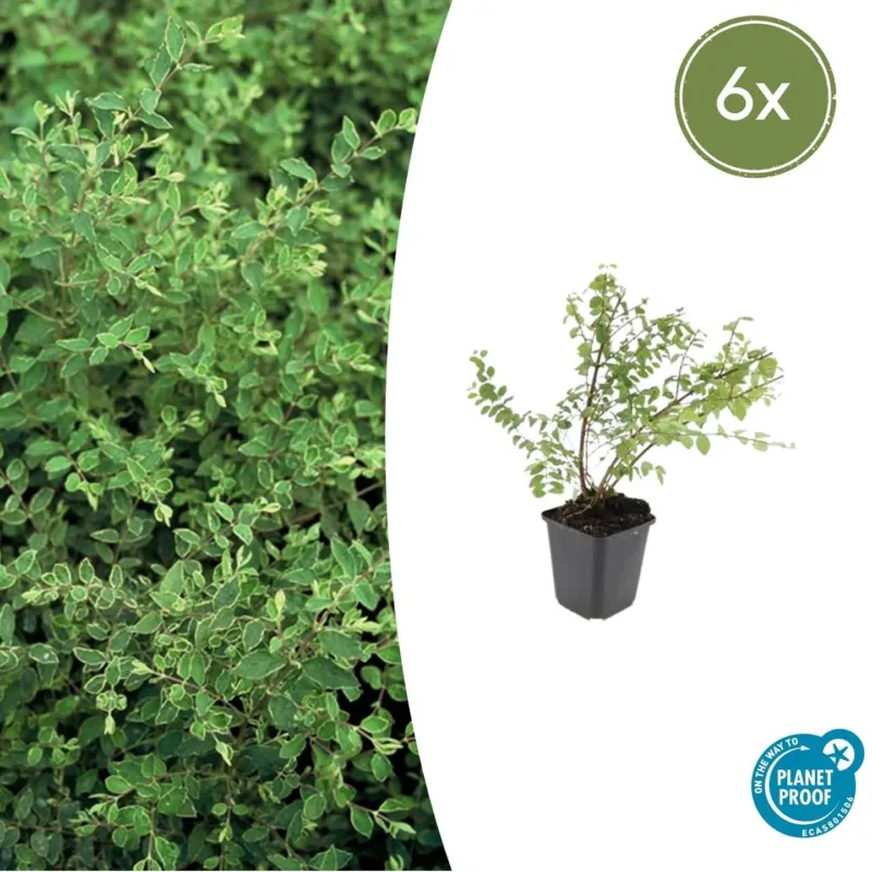 Symphoricarpos Chenaultii 'Hancock' - 20cm