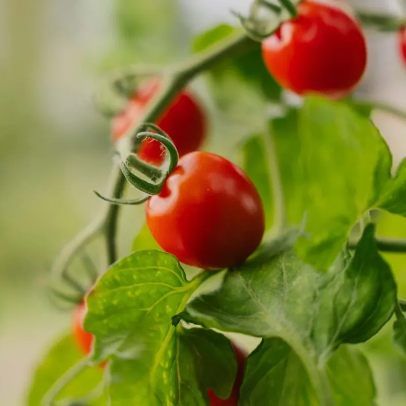 Kirschtomatensamen 'Bartelly F1' - 5 Biosamen