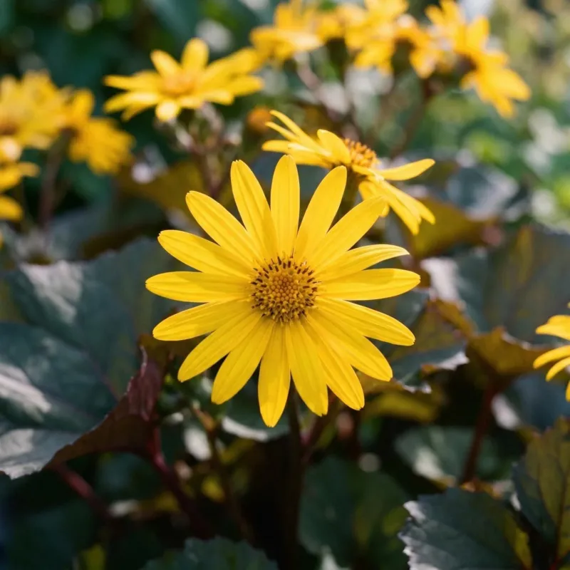 Kreuzkraut, Ligularia 'Britt - Marie Crawford'