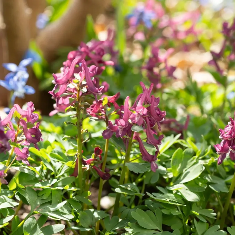 Lerchensporn, Corydalis 'Purple Bird'