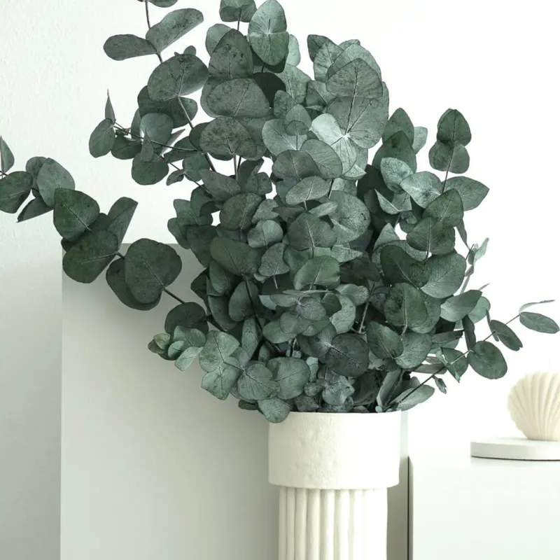 Eukalyptus Cinerea | 60-75 cm | Grün | konserviert#Farbe_grün