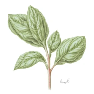 Basil Herb Sprig - Botanical Wall Print Set | Floral Collection