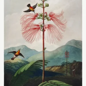 Large–Flowering Sensitive Plant From The Temple Of Flora (1807), Robert John Thornton