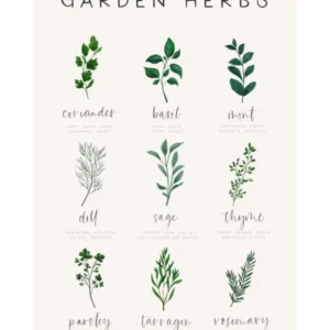 Garden Herbs And Kitchen Recipes