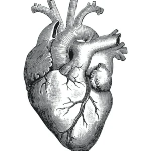 Black Heart Anatomy Black And White