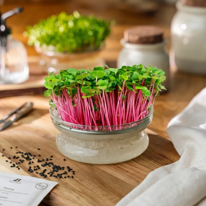 Microgreens Samen 'Radieschen China Rose' - 1300 Biosamen