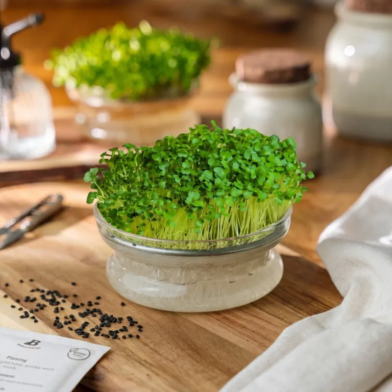 Microgreens Samen 'Schwarzer Palmkohl' - 5100 Biosamen