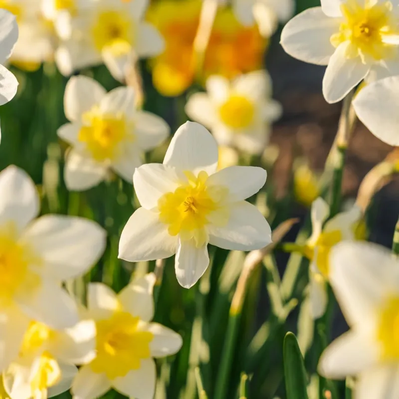 Narzisse, Narcissus 'Bella Estrella'