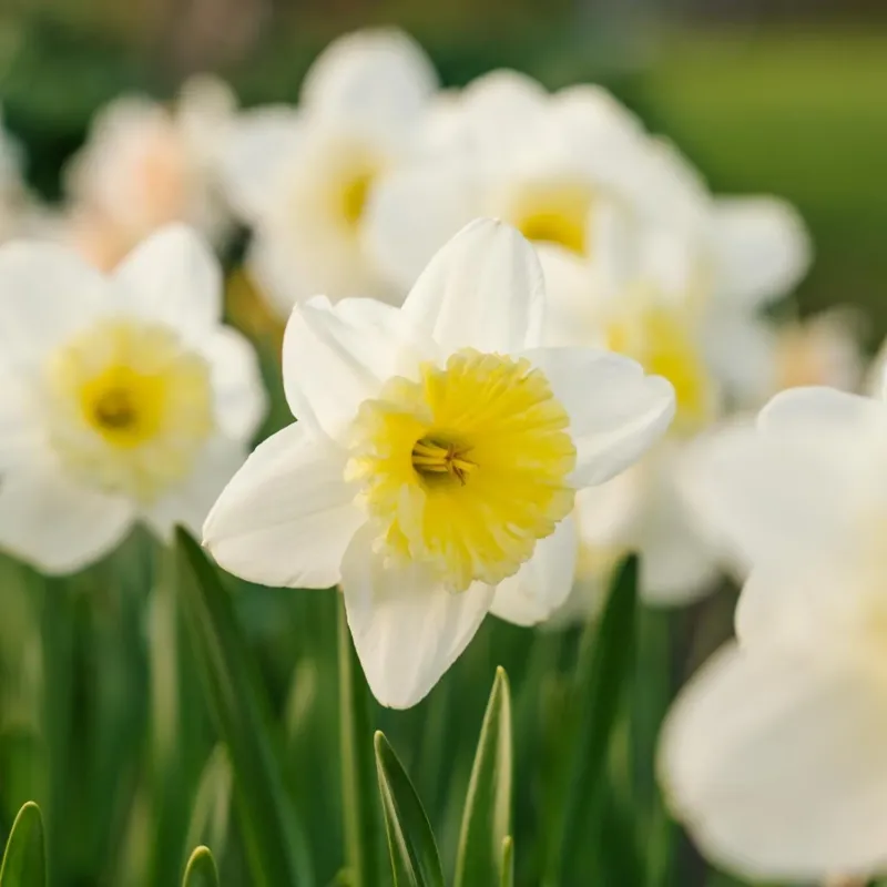 Narzisse, Narcissus 'Ice Follies'