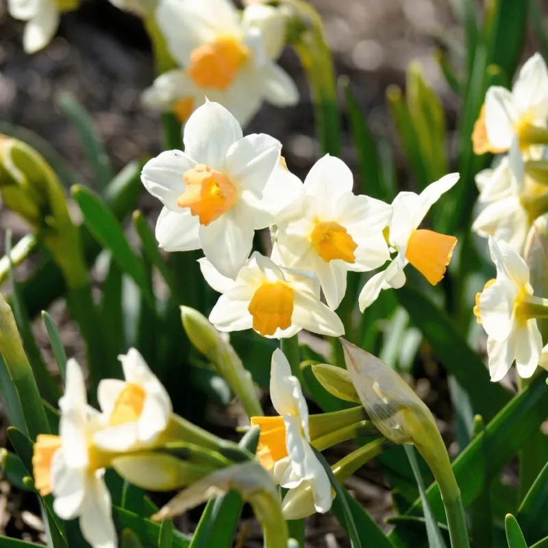 Narzisse, Narcissus 'Kapiti Peach'