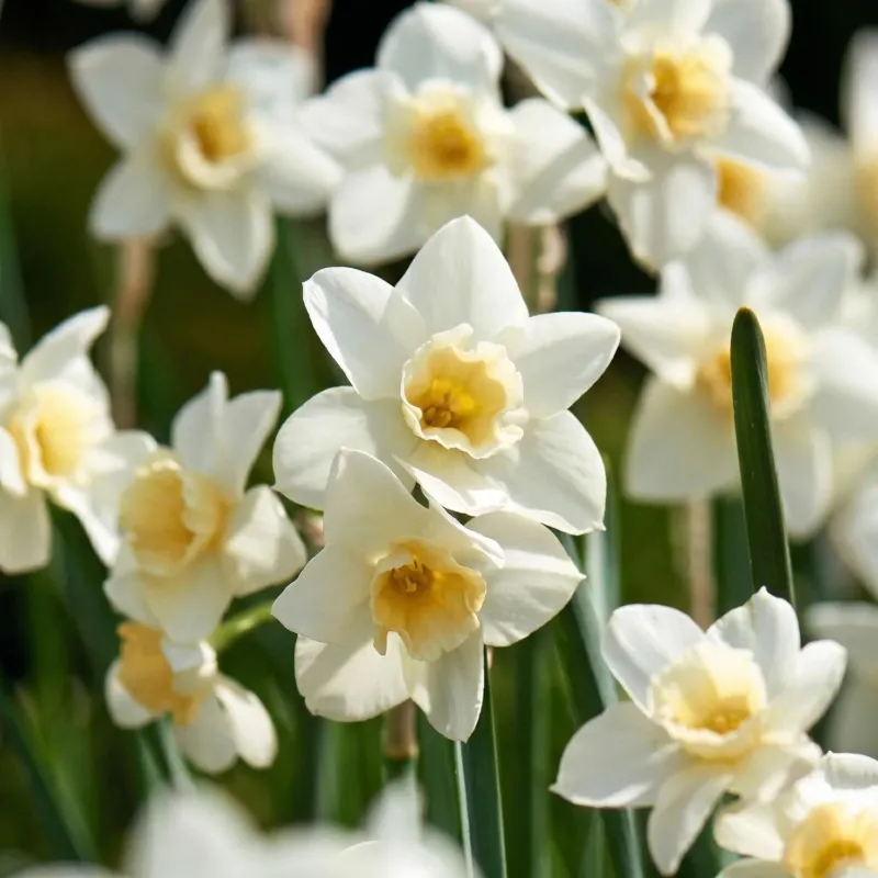 Narzisse, Narcissus 'Sweet Love'