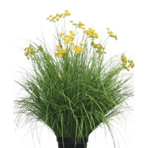 Die feuerhemmende Kunstrasenpflanze Asteraceae 100 cm hat lange, schmale Blätter und leuchtend gelbe Blütenbüschel an hohen Stielen. Diese wartungsfreie Pflanze sieht in jedem Innenraum vor einem weißen Hintergrund wunderschön aus.