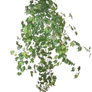 Der künstliche Efeu Deluxe Green 90 cm ist eine Gruppe dichter grüner Efeuranken, die nach unten und außen verlaufen, isoliert auf einem schlichten weißen Hintergrund.
