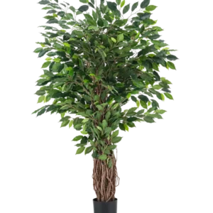 Die Kunstpflanze Ficus Tropical Liana 150 cm ist ein hoher Kunstbaum mit geflochtenem Stamm und dichten grünen Blättern, der in einem kleinen schwarzen Topf vor einem schlichten weißen Hintergrund präsentiert wird.