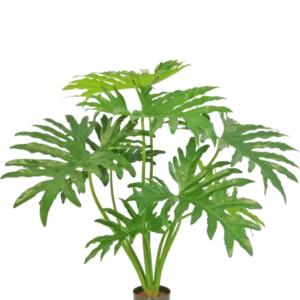 Die Kunstpflanze Philodendron 80 cm ist eine Kunstpflanze mit großen, geteilten grünen Blättern in einem kleinen schwarzen Topf, dargestellt vor einem schlichten weißen Hintergrund.