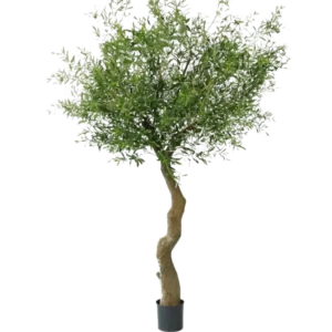 Der künstliche Olivenbaum 270 cm ohne Oliven steht in eleganten Dekotöpfen, mit gedrehtem Stamm und dichtem grünem Laub, vor einem schlichten weißen Hintergrund.